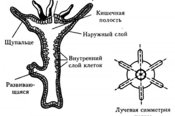 Омг актуальная ссылка